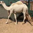 قعدان