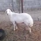 رباااع مغلقه شحم جبره بالحيل