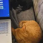 قطط للتبني