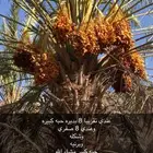 نخل بيشه