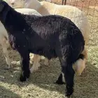 بهم حري