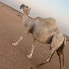 ناقه شاق وضحاء ضريبه للبيع أو للبدل