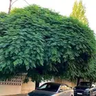 يتوفر لدينا اشجار الزنزلخت أو الشماسي