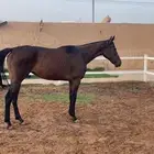 فرس انقليزيه