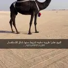 للبيع عشرا كفو