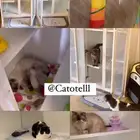 فندقة قطط