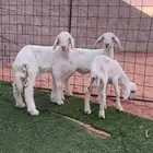 دواغير حبص