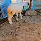 رخل حري مد وقامه