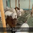 ذبايح طيبه