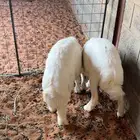 حريات طيبات جاهزه ل الذبح مقفلات