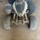 دباب تايواني