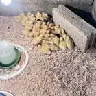 صوص بط بكيني