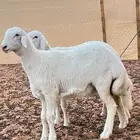 ابو عبدالله للذبايح