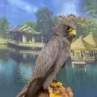 بكه او جليمية