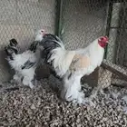 ديك ودجاجه براهما