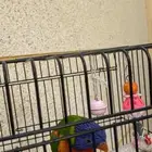 ببغاء لوري للبيع متكلم يقول اسمه ويسلم ويرقص على