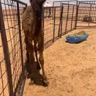 حاشي اصفر