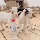 ماعز قزم صغير الليف الماعزالقزم الجميل صديق الاطفال والجميع