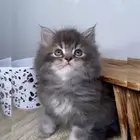 قطط صغيره قطط شهرين كيتن هملايا شيرازي هملايا قطه بسه قطوه