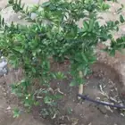 ليمون صيني