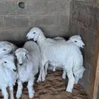 ذبايح للبيع والتوصيل