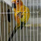 ذكر صن كنيور و ذكر هجين