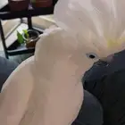 بتسافر. عندك طيور