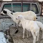 للبيع رخل متاومه رفيديه برخال والحين مضرع له شهر