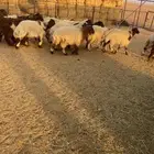 بهم جبر فاخر