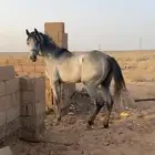 حصان شعبي