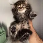 قطط للبيع بيرشن سكوتش فولد هاف بيكي مون فيس هاف مون انثى ذكر