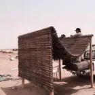 سعف نخل رولات السعف جريد نخل عسف النخل