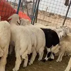 ذبايح حرية طيبة ونضيفة   جبر وسط