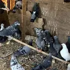حمام عايدي