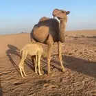 ناقه خلفه