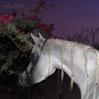 فرس شعبيه شيخخخه