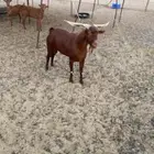 تيس فحل محايلي