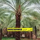 تكريب النخل