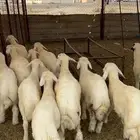 طليان حريه