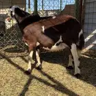 نعجه دافع تبي تلد سبوع واقل تلد باذن الله