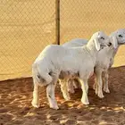 ابو عبدالله للذبايح