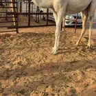 مفروده شقحاء غييثيه