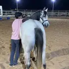 تعليم وتدرب على ركوب الخيل