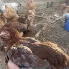 دجاج مهجن