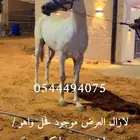 بيع خيل وتسويق خيل حصان فرس مهره سيسي سيسيه