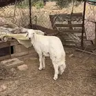 خروف حري سمين ونضيف ع الشرط