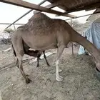 خلفه للبيع مشروطه