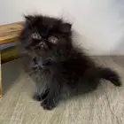 قطط صغيره كيتن بيكي فيس شيرازي سكوتش فولد هملايا بسه قطه قط