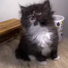 قطط الرياض كيتن قطه بسه سكوتش فولد هملايا شيرازي انثى ذكر قط