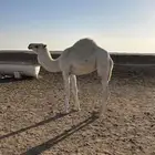 بكره للبيع مفروده فل شحم